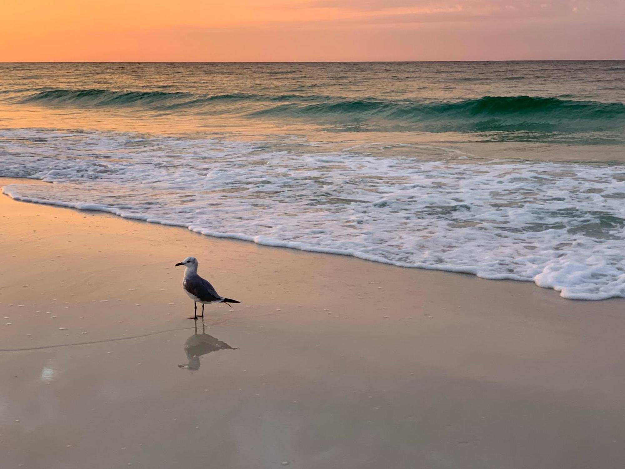 Nautilus 2408 Gulf View 2 Bedroom 4Th Floor Free Beach Service Fort Walton Beach Exteriör bild